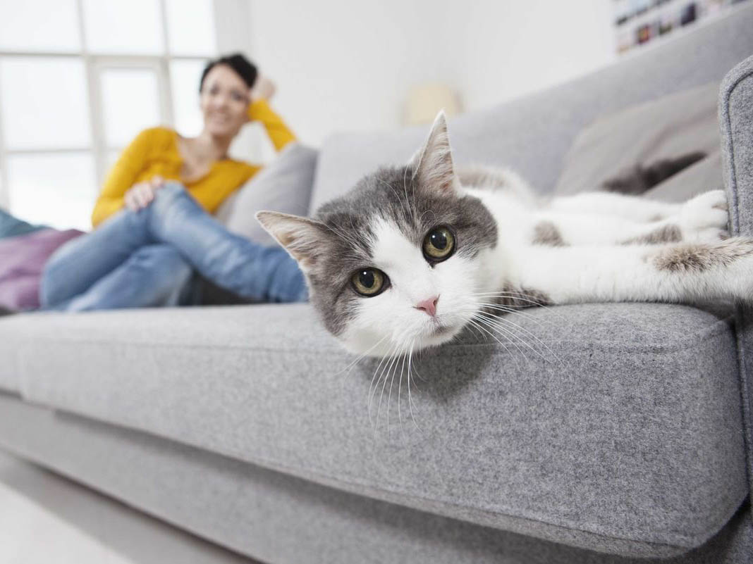 Как выбрать материал ткани дивана, если с вами живет домашний питомец?